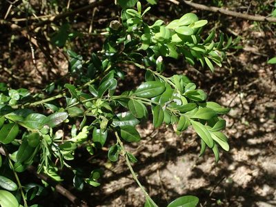 Buxus sempervirens, photographed by Daniel Cahen