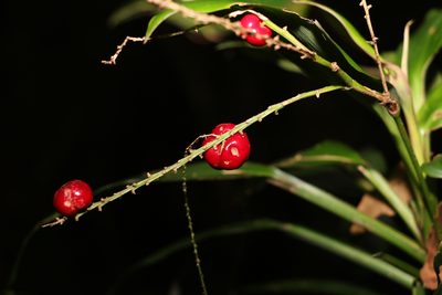 Cordyline rubra, photographed by Greg Tasney