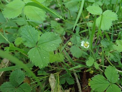 Potentilla sterilis, photographed by Daniel Cahen