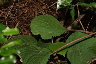 Dendrocnide moroides, photographed by Greg Tasney