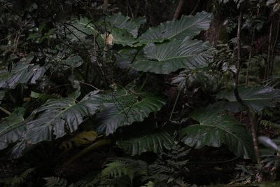 Alocasia brisbanensis, photographed by Greg Tasney
