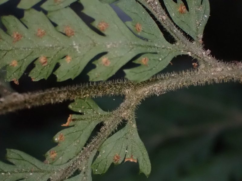 Parapolystichum microsorum, photographed by Leon Perrie