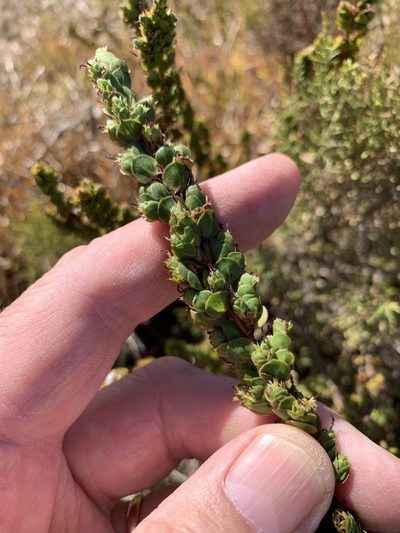 Cliffortia phyllanthoides, photographed by Dave Richardson