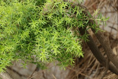 Melaleuca bracteata, photographed by Greg Tasney