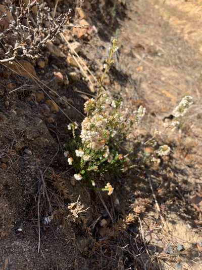 Erica subdivaricata, photographed by Dave Richardson