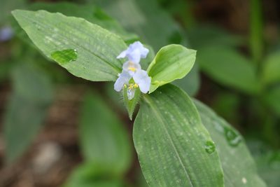 Commelina benghalensis, photographed by Greg Tasney