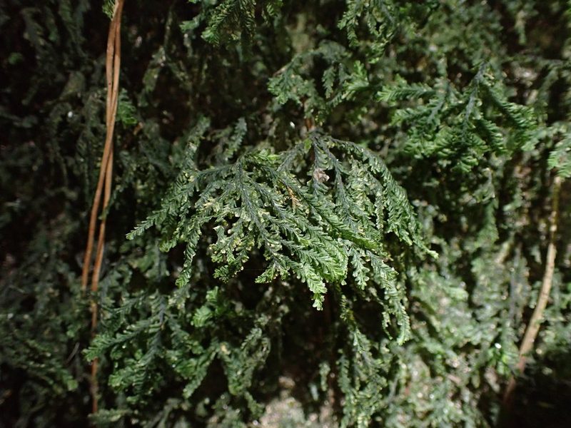 Plagiochila rutlandii, photographed by Leon Perrie