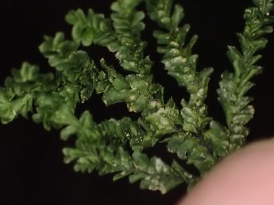 Plagiochila rutlandii, photographed by Leon Perrie
