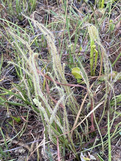 Drosera filiformis, photographed by Morgan Freese
