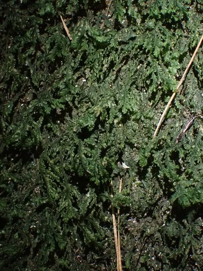 Plagiochila rutlandii, photographed by Leon Perrie