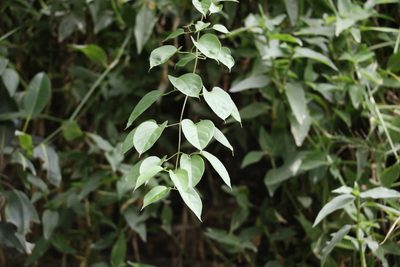 Amphilophium crucigerum
