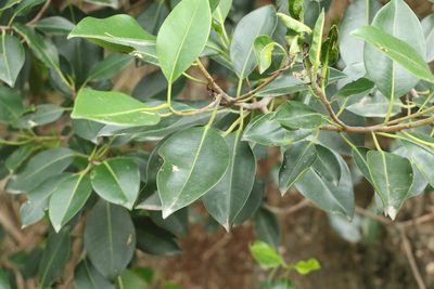 Ficus rubiginosa, photographed by Greg Tasney