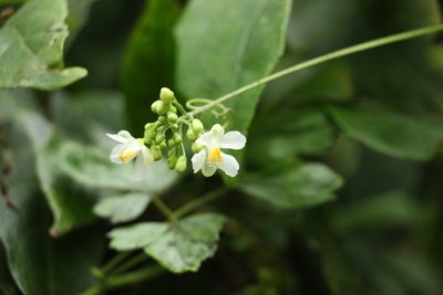 Cardiospermum grandiflorum, photographed by Greg Tasney
