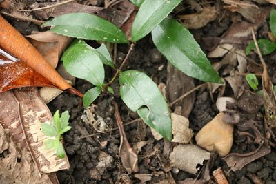 Aphanopetalum resinosum, photographed by Greg Tasney