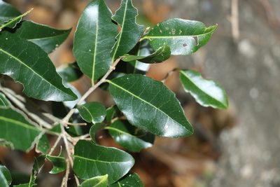 Drypetes deplanchei, photographed by Greg Tasney