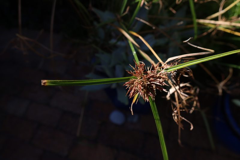 Cyperus congestus, photographed by Diana Studer
