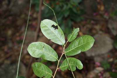 Trophis scandens, photographed by Greg Tasney