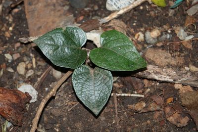 Pleogyne australis, photographed by Greg Tasney
