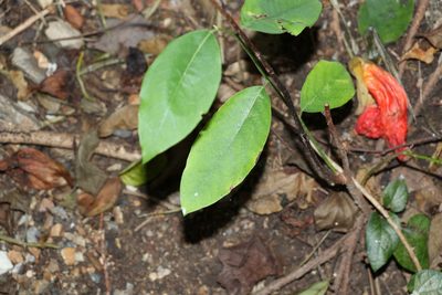 Bridelia exaltata, photographed by Greg Tasney