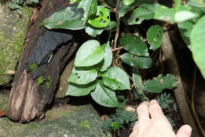 Anredera cordifolia, photographed by Greg Tasney