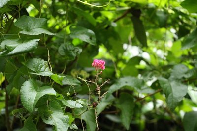 Antigonon leptopus, photographed by Greg Tasney