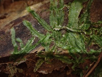 Heteroscyphus coalitus, photographed by Leon Perrie