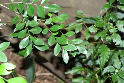 Murraya paniculata, photographed by Greg Tasney
