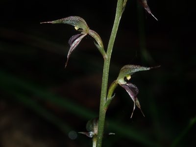 Acianthus fornicatus, photographed by Thomas Mesaglio