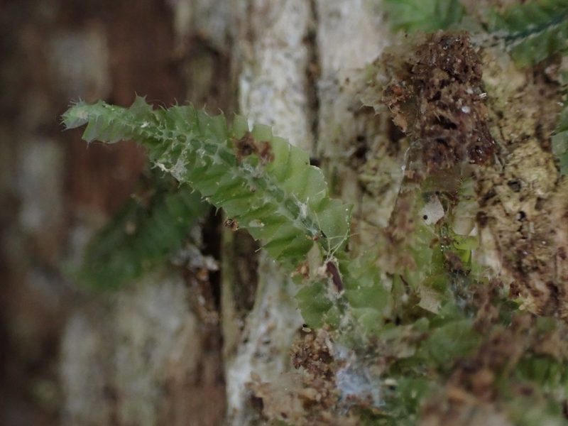 Heteroscyphus coalitus, photographed by Leon Perrie