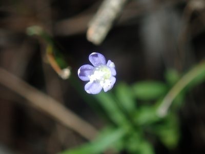 Wahlenbergia gracilis, photographed by Thomas Mesaglio