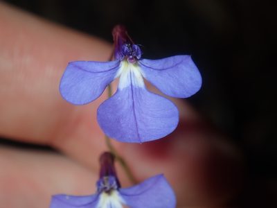 Lobelia andrewsii, photographed by Thomas Mesaglio