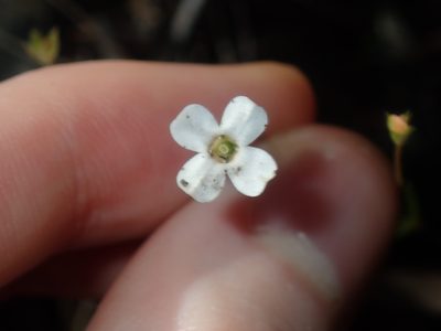 Mitrasacme polymorpha, photographed by Thomas Mesaglio