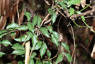 Dolichandra unguis-cati, photographed by Greg Tasney