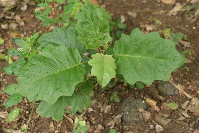 Solanum chrysotrichum, photographed by Greg Tasney