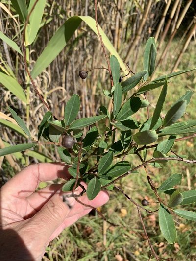 Noltea africana, photographed by Dave Richardson