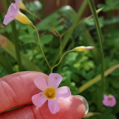Oxalis caprina, photographed by Diana Studer