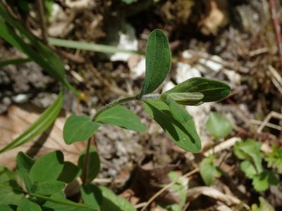 Hypericum hirsutum, photographed by Daniel Cahen