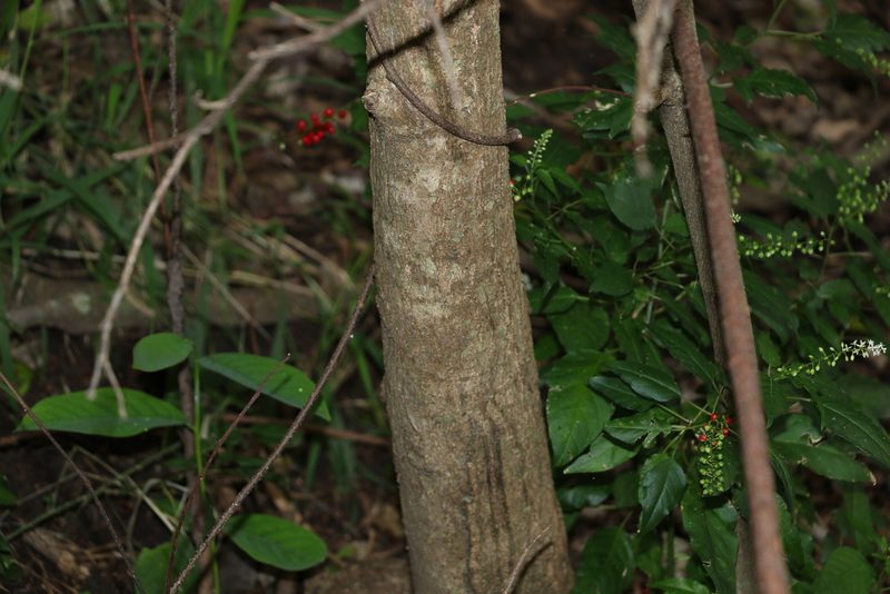 Bridelia leichhardtii, photographed by Greg Tasney