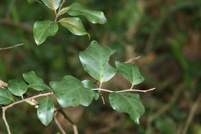 Embelia australiana, photographed by Greg Tasney