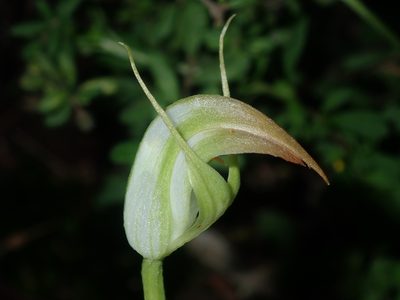 Pterostylis acuminata, photographed by Thomas Mesaglio
