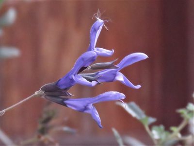 Salvia guaranitica, photographed by Gustavo Puente