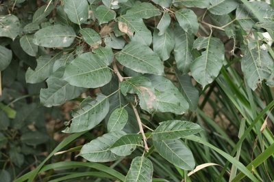 Ficus virens, photographed by Greg Tasney