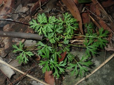 Trachymene incisa, photographed by Thomas Mesaglio