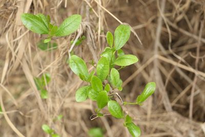 Excoecaria agallocha, photographed by Greg Tasney