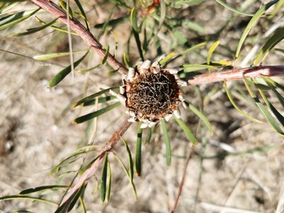 Protea scolymocephala, photographed by Cait Smith