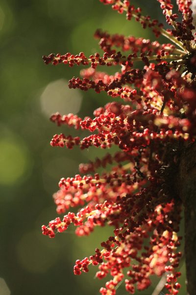 Baccaurea courtallensis, photographed by madhavan a.p