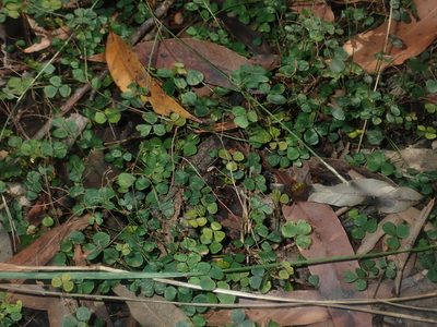Pullenia gunnii, photographed by Thomas Mesaglio