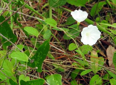 Stylisma humistrata, photographed by Lauren McLaurin