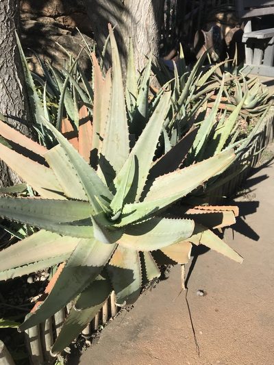 Aloe chabaudii, photographed by Presha Soogrim