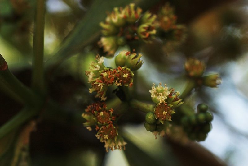 Carallia brachiata, photographed by madhavan a.p